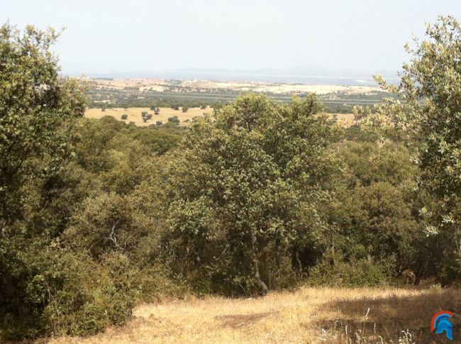 Cerro del Mosquito GCE