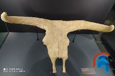 Craneo de Uro