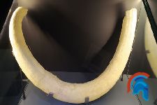Colmillo mamut