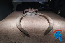 Craneo colmillo elefante 
